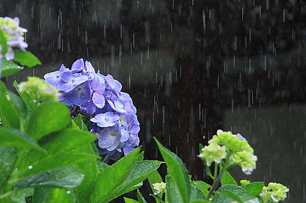 梅雨の話